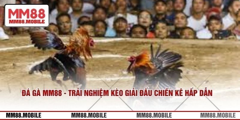Cập nhật các mẹo soi kèo chính xác để bạn áp dụng ngay 