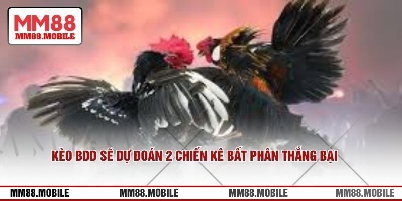 Kèo BDD sẽ dự đoán 2 chiến kê bất phân thắng bại 